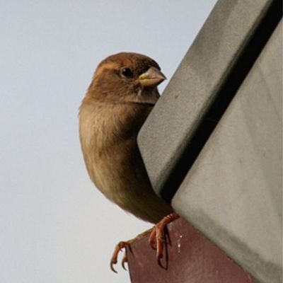 Sparrow Removal